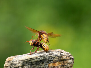 Hornisse (Vespa crabro) Königin