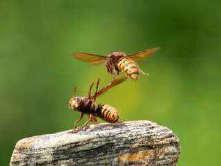 Hornisse (Vespa crabro) Königin