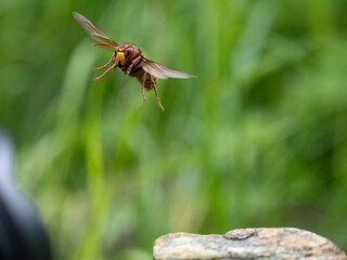 Hornisse (Vespa crabro) Königin