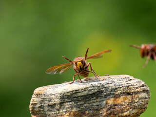 Hornisse (Vespa crabro) Königin