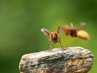 Hornisse (Vespa crabro) Königin