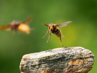 Hornisse (Vespa crabro) Königin