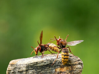Hornisse (Vespa crabro) Königin