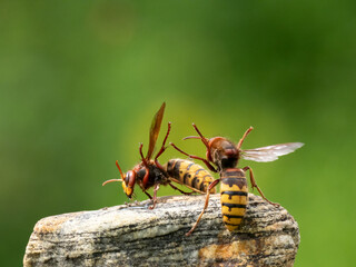 Hornisse (Vespa crabro) Königin