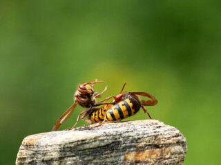 Hornisse (Vespa crabro) Königin