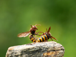 Hornisse (Vespa crabro) Königin