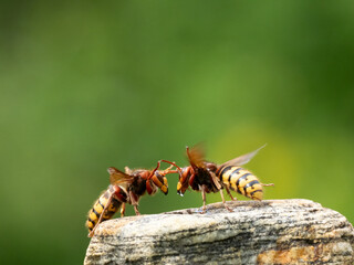 Hornisse (Vespa crabro) Königin