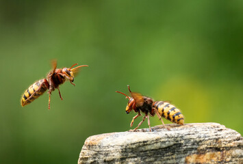 Hornisse (Vespa crabro) Königin