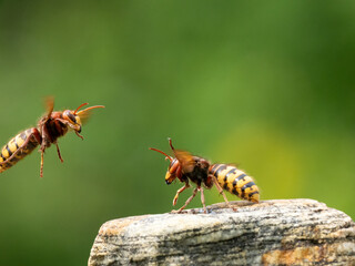 Hornisse (Vespa crabro) Königin