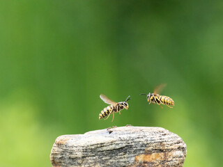 Hornisse (Vespa crabro) Königin