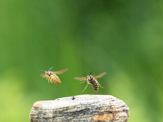 Hornisse (Vespa crabro) Königin