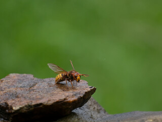 Hornisse (Vespa crabro) Königin