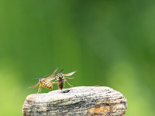 Hornisse (Vespa crabro) Königin