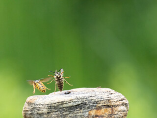 Hornisse (Vespa crabro) Königin