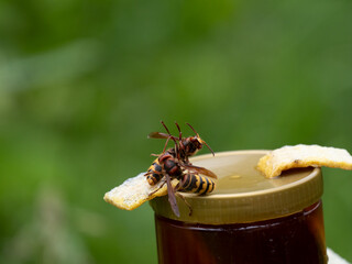 Hornisse (Vespa crabro) Königin