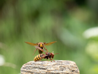 Hornisse (Vespa crabro) Königin