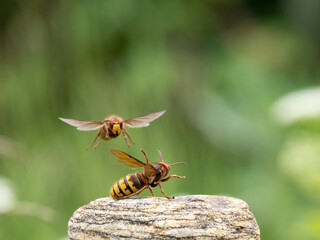 Hornisse (Vespa crabro) Königin
