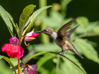 Ruby-throated Hummingbird feeding at a red flower