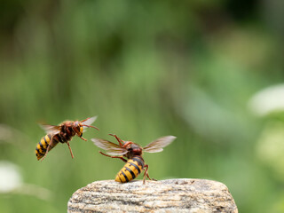 Hornisse (Vespa crabro) Königin