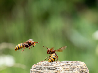 Hornisse (Vespa crabro) Königin
