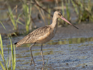 Close up of an immature Marbled Godwit feeding on mudflats