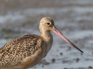Extra closeup of an immature Marbled Godwit showing the head and bill of the bird
