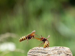Hornisse (Vespa crabro) Königin