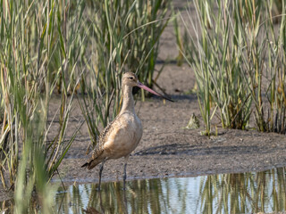 Close up of an immature Marbled Godwit feeding on mudflats