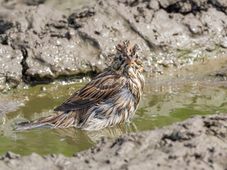 A waterlogged Savannah Sparrow bathing in a muddy puddle