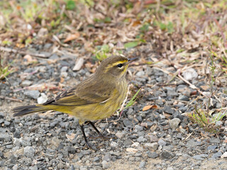 A yellow Palm Warbler  in alternate, non-breeding plumage feeding on the ground
