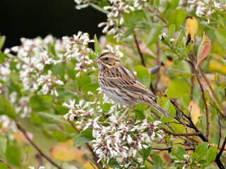 A Savannah Sparrow perched in a shrub amongst white flowers