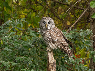 Portrait of a Barred Owl perched on a tree stump against a background of green foliage and looking directly at the camera