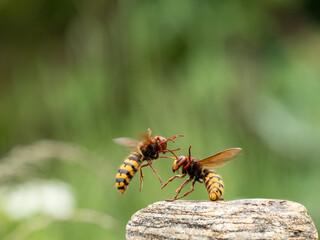 Hornisse (Vespa crabro) Königin