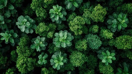 Aerial view of lush green foliage, dense plant life overhead shot.