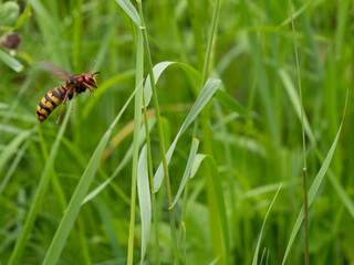 Hornisse (Vespa crabro) Königin