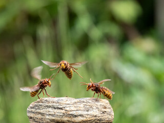 Hornisse (Vespa crabro) Königin