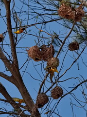 West Africa. Senegal. African yellow weaver among a colony of spherical nests made of intertwined blades of grass and thin branches.