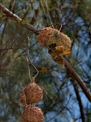 West Africa. Senegal. African yellow weaver among a colony of spherical nests made of intertwined blades of grass and thin branches.