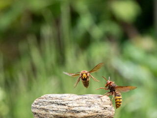 Hornisse (Vespa crabro) Königin