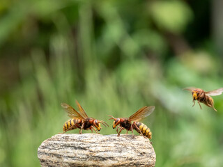 Hornisse (Vespa crabro) Königin