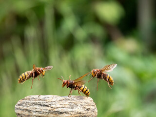 Hornisse (Vespa crabro) Königin