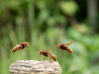 Hornisse (Vespa crabro) Königin
