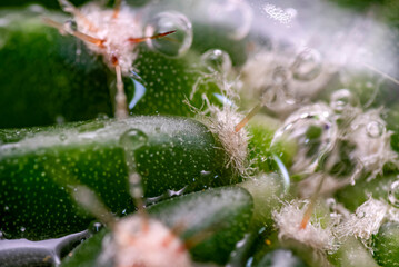 espina, cactus, naturaleza, macro, bicho, animal, hojas, anisoptera, close-up