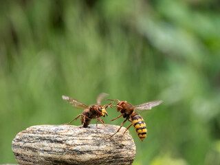 Hornisse (Vespa crabro) Königin