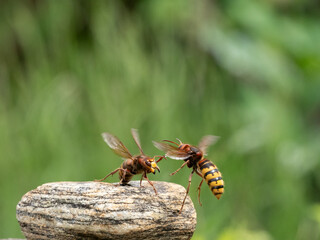 Hornisse (Vespa crabro) Königin