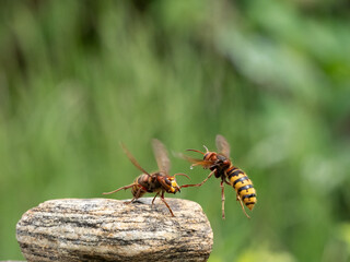 Hornisse (Vespa crabro) Königin