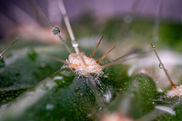 espina, cactus, naturaleza, macro, bicho, animal, hojas, anisoptera, close-up