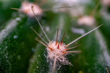 espina, cactus, naturaleza, macro, bicho, animal, hojas, anisoptera, close-up