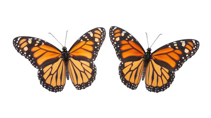A Monarch Butterfly with its wings fully spread, isolated transparent background