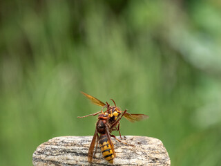Hornisse (Vespa crabro) Königin